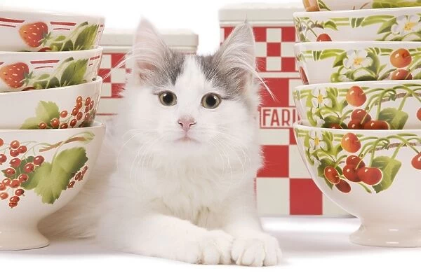 Cat - kitten in studio with red & white kitchen containers & bowls