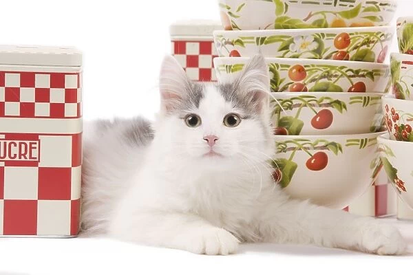 Cat - kitten in studio with red & white kitchen containers & bowls