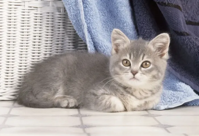 Framed Print : Cat - kitten amongst towels Framed Print : Cat - kitten amongst towels