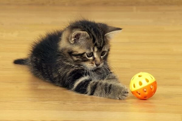 Cat Kitten with toy