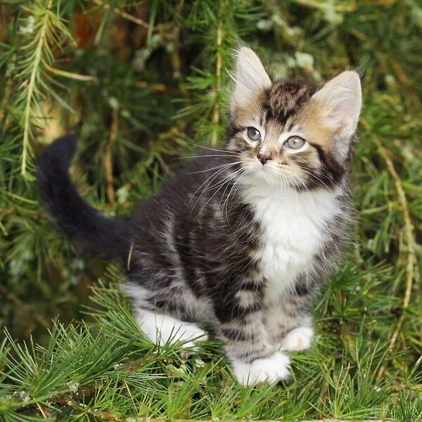 Cat - Kitten in tree