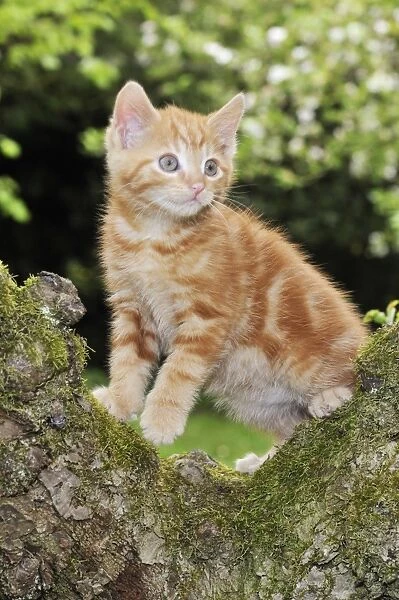 Cat. Kitten up tree