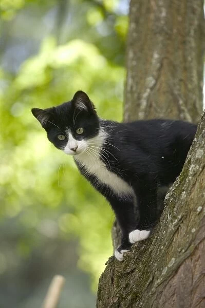 Cat Kitten in tree