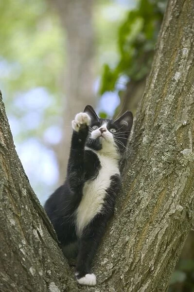 Cat Kitten in tree