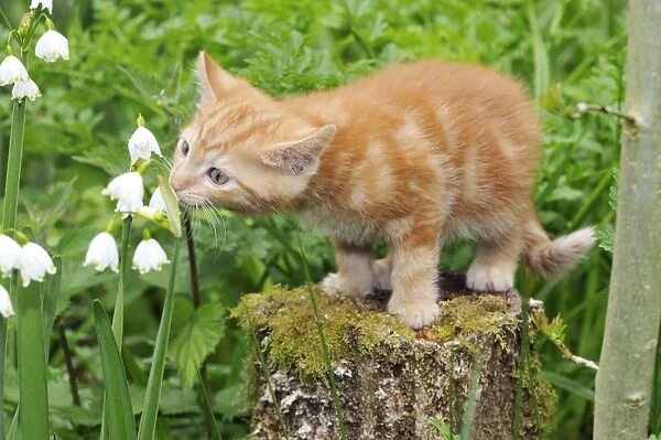 Cat. Kitten on tree stump