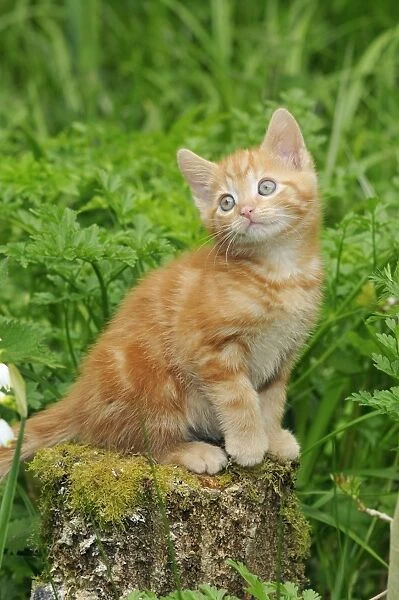 Cat. Kitten on tree stump