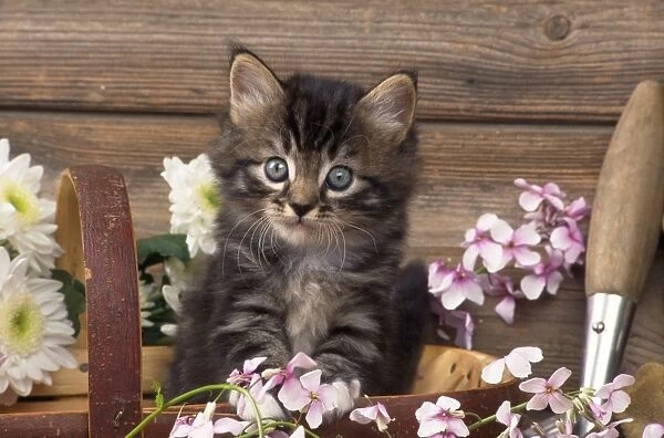 Cat - kitten in trug with flowers