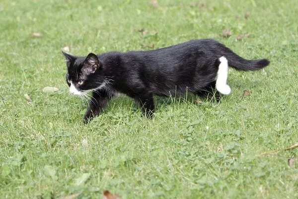 Cat - kitten walking through garden, Lower Saxony, Germany