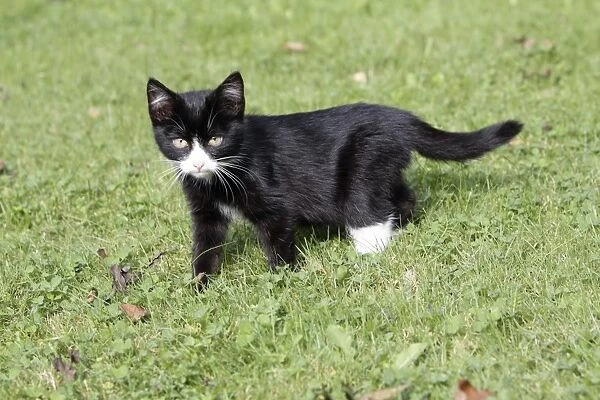 Cat - kitten walking through garden, Lower Saxony, Germany