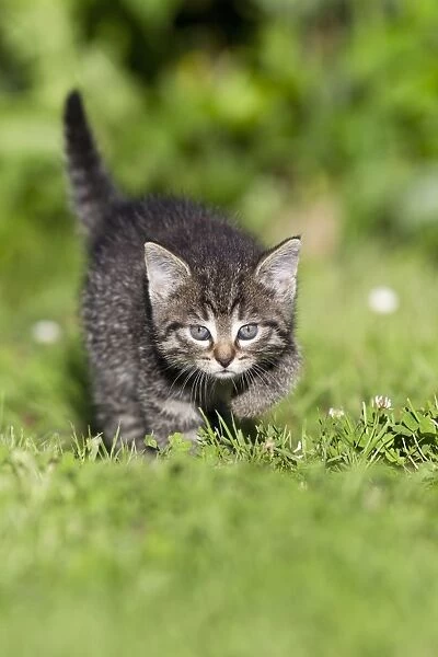 Cat - kitten walking across lawn - Lower Saxony - Germany