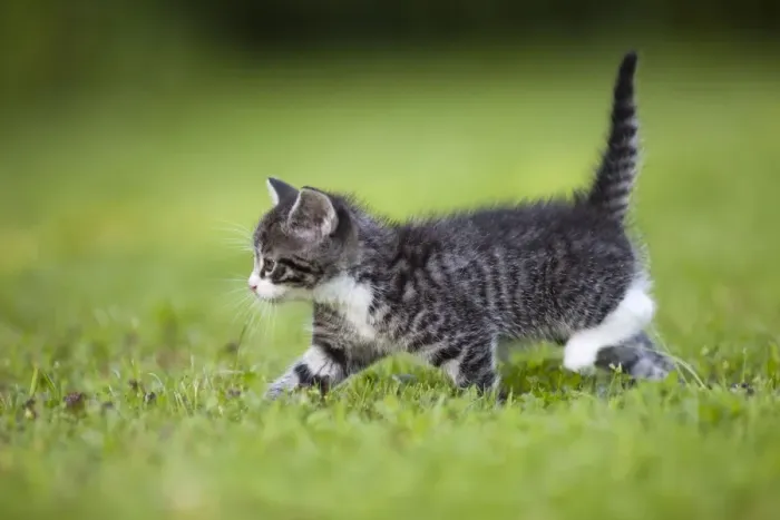 Framed Print : Cat - kitten walking across lawn - Lower Saxony - Germany Framed Print : Cat - kitten walking across lawn - Lower Saxony - Germany