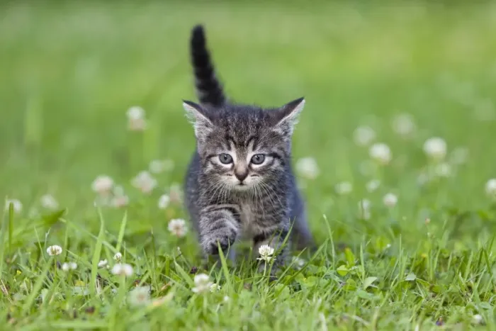 Framed Print : Cat - kitten walking across lawn - Lower Saxony - Germany