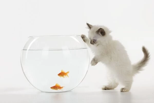 CAT. Kitten watching fish in fish bowl