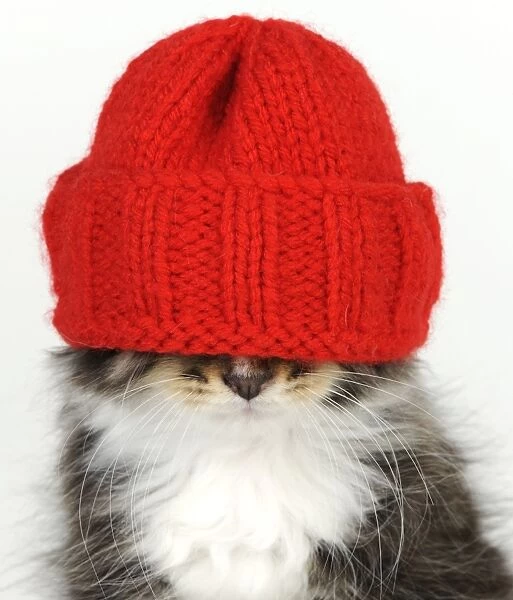 Cat - Kitten wearing red hat over eyes
