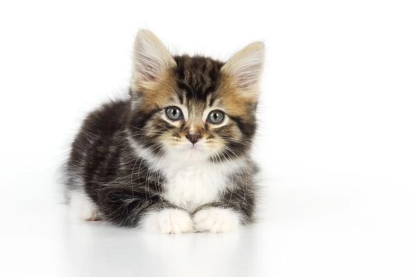 Cat - Kitten on white background