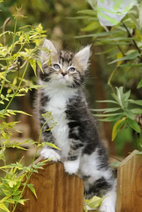Framed Print : Cat - Kitten on wooden fence Framed Print : Cat - Kitten on wooden fence