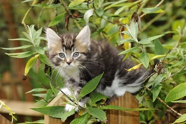 Cat - Kitten on wooden fence