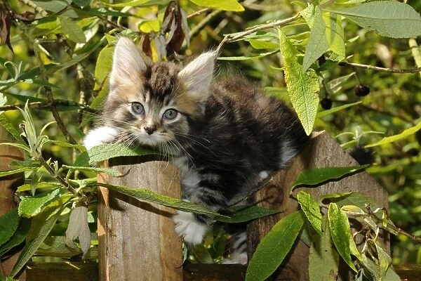 Cat - Kitten on wooden fence