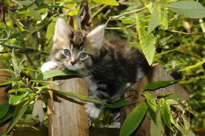 Framed Print : Cat - Kitten on wooden fence Framed Print : Cat - Kitten on wooden fence