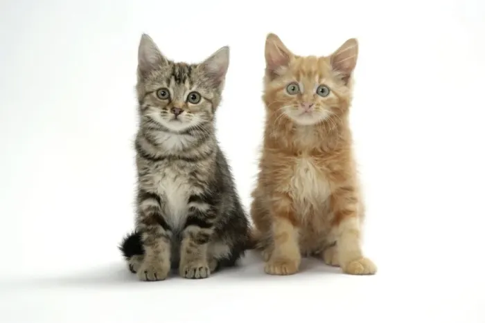 Framed Print : Cat - Two kittens Framed Print : Cat - Two kittens