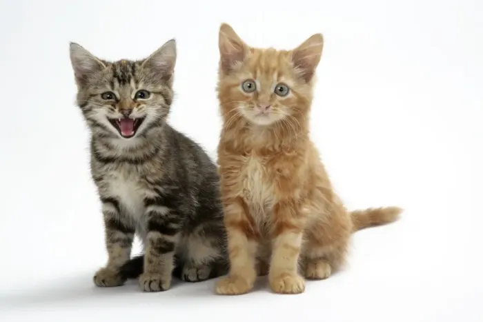 Framed Print : Cat - Two kittens Framed Print : Cat - Two kittens