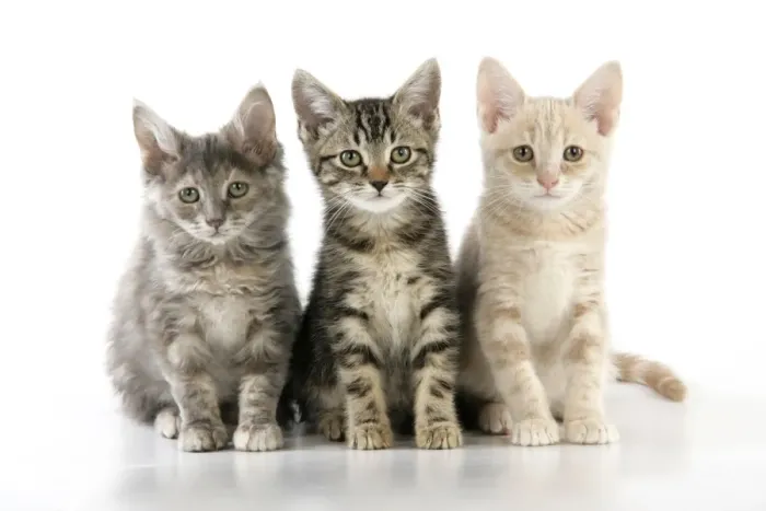Framed Print : CAT. three kittens Framed Print : CAT. three kittens