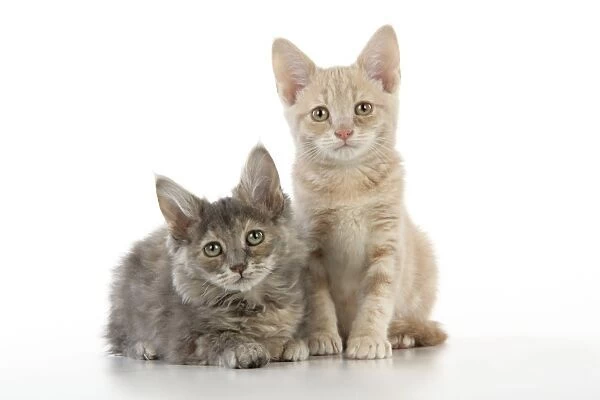 CAT. two kittens