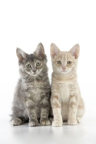 CAT. two kittens