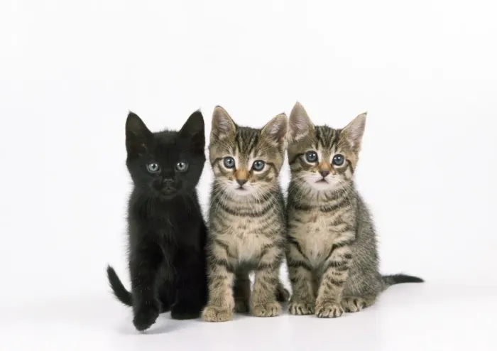Framed Print : Cat - three kittens