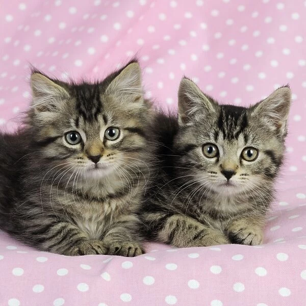 Cat. Kittens (7 weeks old) on pink background