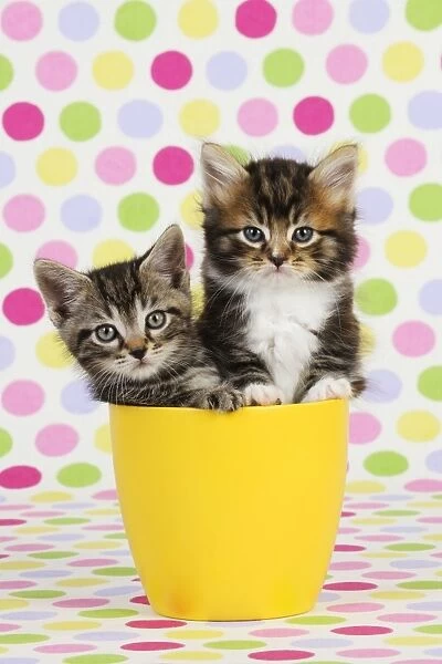 Cat. Kittens (7 weeks old) sitting in cup
