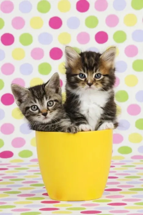 Framed Print : Cat. Kittens (7 weeks old) sitting in cup Framed Print : Cat. Kittens (7 weeks old) sitting in cup