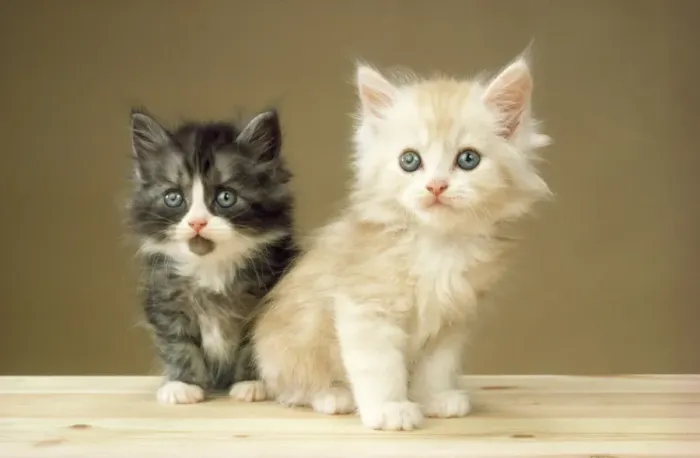 Framed Print : Cat - kittens Framed Print : Cat - kittens