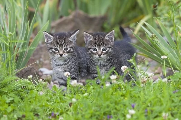 Cat - two kittens alert - in garden - Lower Saxony - Germany