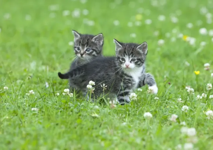 Framed Print : Cat - two kittens alert on lawn - Lower Saxony - Germany Framed Print : Cat - two kittens alert on lawn - Lower Saxony - Germany