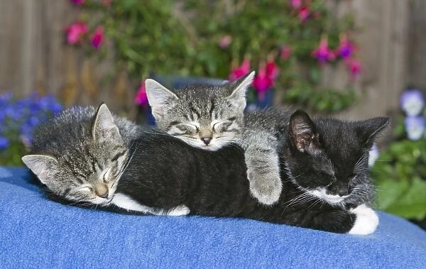 Cat - three kittens asleep together on blanket - oudoors - Lower Saxony - Germany