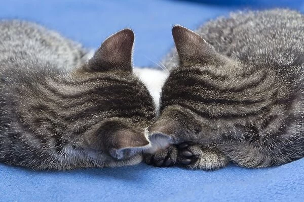 Cat - two kittens asleep with their heads together - Lower Saxony - Germany