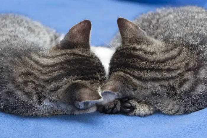 Framed Print : Cat - two kittens asleep with their heads together - Lower Saxony - Germany Framed Print : Cat - two kittens asleep with their heads together - Lower Saxony - Germany