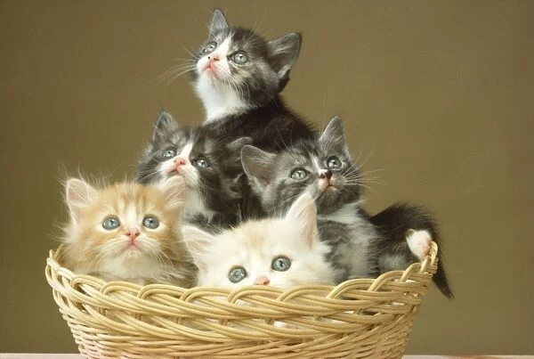 Cat - five kittens in basket