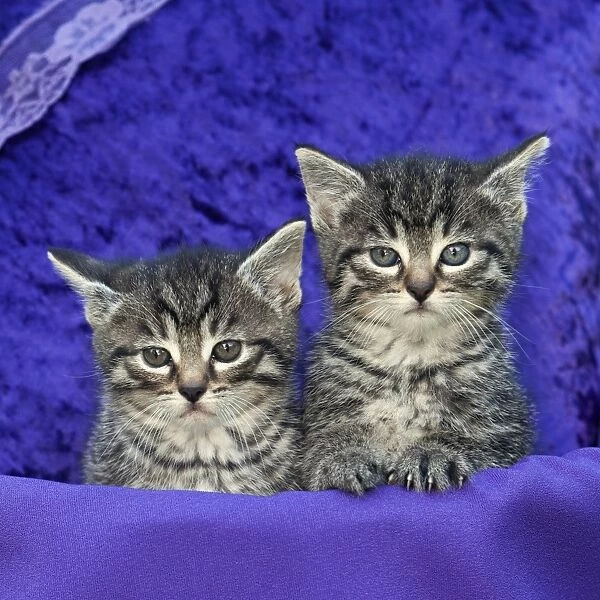 Cat - two kittens in basket with cushion - Lower Saxony - Germany