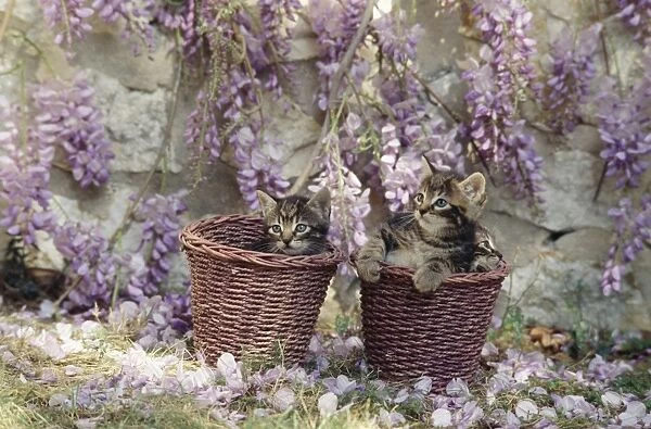 Cat - kittens in baskets by Wisteria