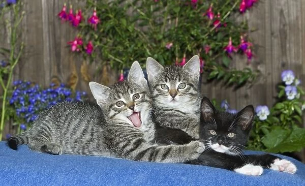 Cat - three kittens together on blanket - oudoors - Lower Saxony - Germany