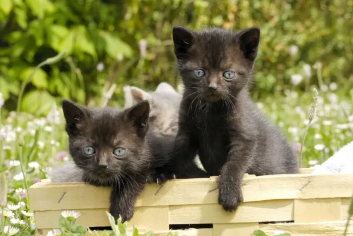 Framed Print : Cat - Kittens in box Framed Print : Cat - Kittens in box