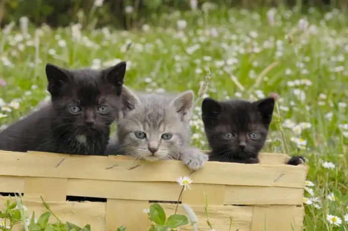 Framed Print : Cat - Kittens in box Framed Print : Cat - Kittens in box
