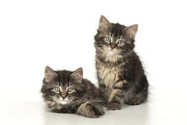 CAT. Kittens, brown tabby (8 weeks old ) sitting together, studio