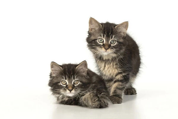 CAT. Kittens, brown tabby (8 weeks old ) sitting together, studio