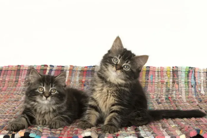 Framed Print : CAT. Kittens, brown tabby (8 weeks old ) sitting together on a multi coloured matt Framed Print : CAT. Kittens, brown tabby (8 weeks old ) sitting together on a multi coloured matt