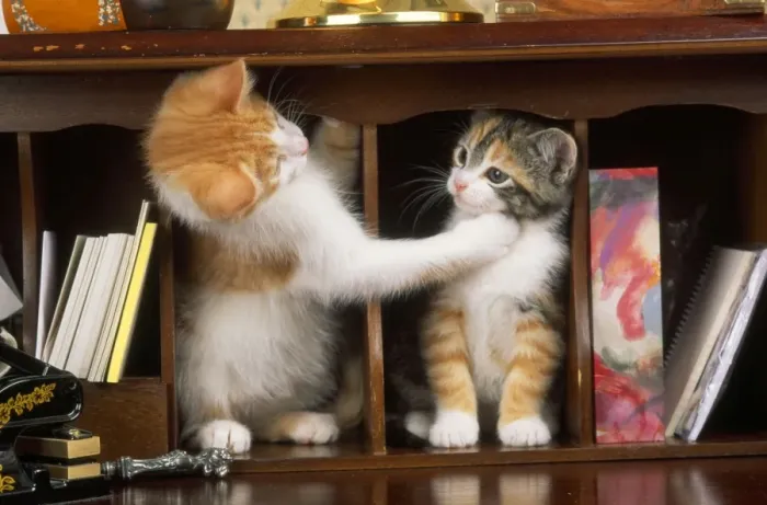 Framed Print : Cat - kittens in bureau Framed Print : Cat - kittens in bureau