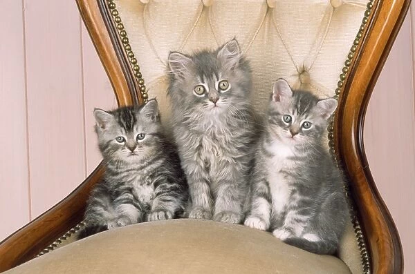 Cat - kittens on chair