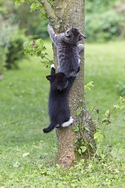 Cat - two kittens climbing tree trunk - Lower Saxony - Germany